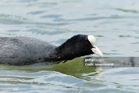 Attēlu rezultāti vaicājumam “Fulica atra”