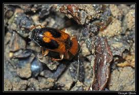 Attēlu rezultāti vaicājumam “Badister bullatus”