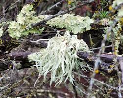 Attēlu rezultāti vaicājumam “Ramalina calicaris”