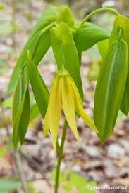 Attēlu rezultāti vaicājumam “Uvularia grandiflora flower”