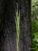 Attēlu rezultāti vaicājumam “Brachypodium sylvaticum fruit”