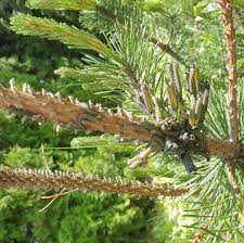 Attēlu rezultāti vaicājumam “Neodiprion sertifer”