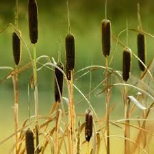 Image result for Rohrkolben