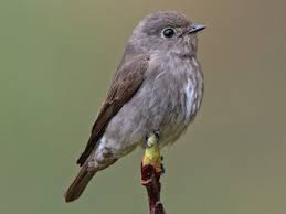 Attēlu rezultāti vaicājumam “Muscicapidae”