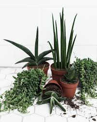 Image result for Mehikasvi