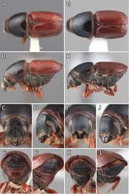 Attēlu rezultāti vaicājumam “Scolytus ratzeburgi”