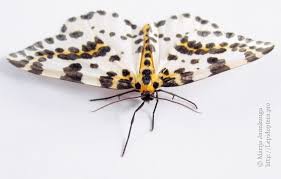 Attēlu rezultāti vaicājumam “Abraxas grossulariata pupa”