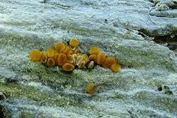 Attēlu rezultāti vaicājumam “Miladina lecithina”