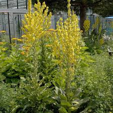 Image result for Königskerzen