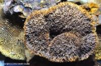 Attēlu rezultāti vaicājumam “Gloeophyllum abietinum”