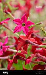 Image result for Nicotiana x sanderae