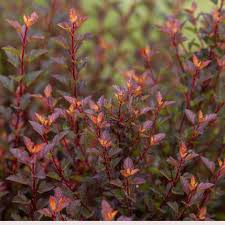 Attēlu rezultāti vaicājumam “Physocarpus opulifolius”