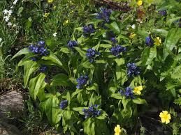 Attēlu rezultāti vaicājumam “Gentiana cruciata”