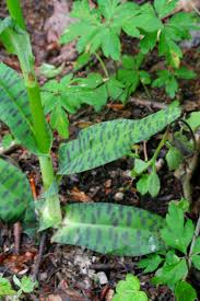 Attēlu rezultāti vaicājumam “Dactylorhiza maculata leaf”