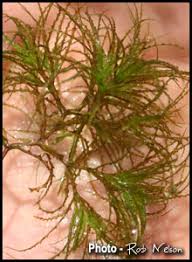 Attēlu rezultāti vaicājumam “Najas major”