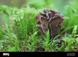 Attēlu rezultāti vaicājumam “Thelephora palmata”