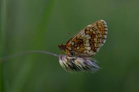 Attēlu rezultāti vaicājumam “Boloria dia”