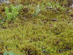 Attēlu rezultāti vaicājumam “Campylium protensum”