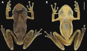 Attēlu rezultāti vaicājumam “Trichia alpina sessile”