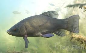 Image result for Tinca tinca