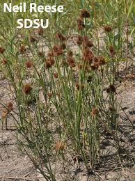 Attēlu rezultāti vaicājumam “Juncaceae”