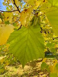Attēlu rezultāti vaicājumam “Corylus avellana leaf”