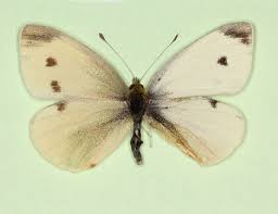 Attēlu rezultāti vaicājumam “Pieris rapae female”