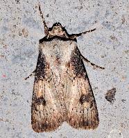 Attēlu rezultāti vaicājumam “Axylia putris”