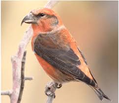 Image result for Loxia curvirostra