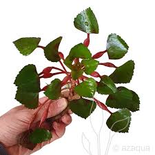 Attēlu rezultāti vaicājumam “Trapa natans”