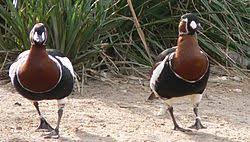 Image result for Branta ruficollis