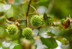 Attēlu rezultāti vaicājumam “Aesculus hippocastanum leaf”
