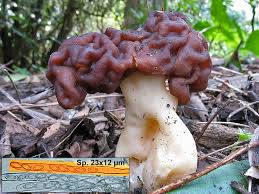 Attēlu rezultāti vaicājumam “Gyromitra esculenta”