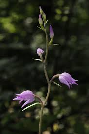 Attēlu rezultāti vaicājumam “Cephalanthera rubra bud”