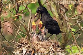 Attēlu rezultāti vaicājumam “Turdus merula nest”