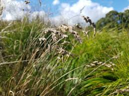 Attēlu rezultāti vaicājumam “Dactylis polygama”
