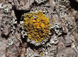 Attēlu rezultāti vaicājumam “Xanthoria polycarpa”