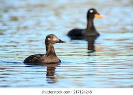 Attēlu rezultāti vaicājumam “Melanitta fusca”