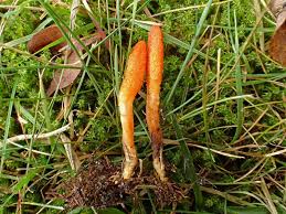 Attēlu rezultāti vaicājumam “Cordyceps militaris”