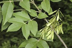 Attēlu rezultāti vaicājumam “Fraxinus excelsior”