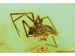 Attēlu rezultāti vaicājumam “Linyphiidae”