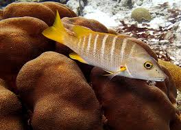 Image result for Lutjanus apodus