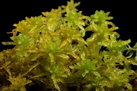 Attēlu rezultāti vaicājumam “Sphagnum inundatum”