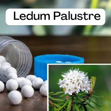 Attēlu rezultāti vaicājumam “Ledum palustre”