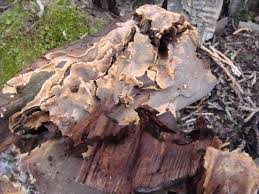 Attēlu rezultāti vaicājumam “Asterodon ferruginosus”