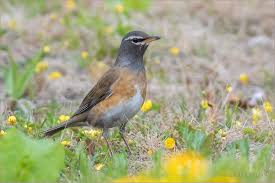 Image result for Turdus obscurus