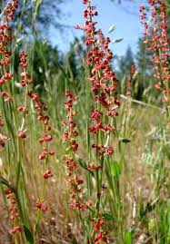 Attēlu rezultāti vaicājumam “Rumex acetosa bud”
