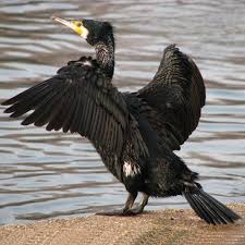 Image result for Phalacrocorax carbo