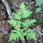 Attēlu rezultāti vaicājumam “Botrychium virginianum”