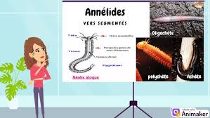 Attēlu rezultāti vaicājumam “Annelides”